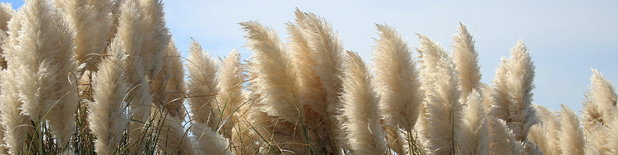 pampas banner